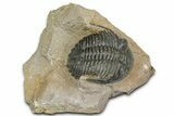 Hollardops Trilobite - Foum Zguid, Morocco #363223-2